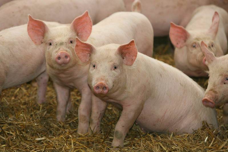 Pigs, Hogs, The Slave Narratives